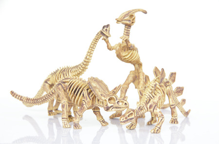 Dinosaur skeleton isolated on a white backgroundの写真素材