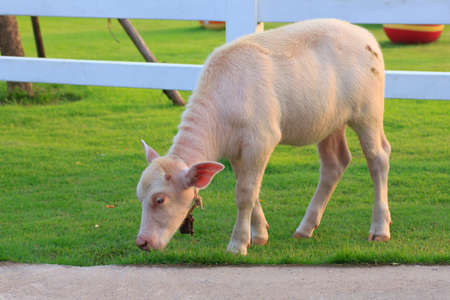 Closed Up Texture of Albino Buffalo Skinの写真素材
