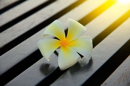 White plumeria flower on Wood Pattern (background, spa, wood)の写真素材