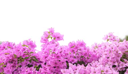 brsnch of bougainvillea flowers isolated on white backgroundの写真素材