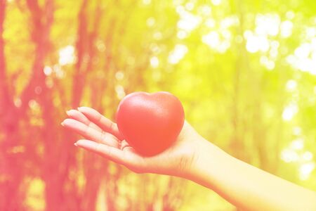 Heart in hands on nature backgroundの写真素材