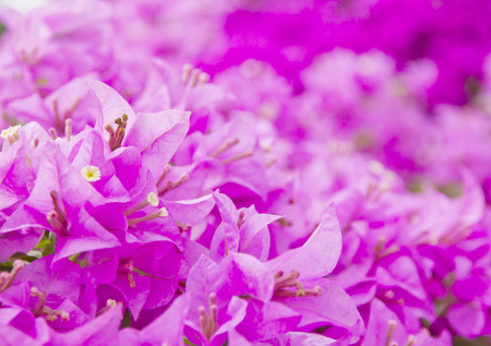 Pink bougainvillea blooms in the garden, soft focusの写真素材