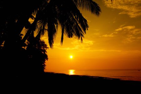 Coconut palm tree silhouettes at sunset (sunrise). Banner design background. Tropical paradise background. Palm and ocean.の写真素材
