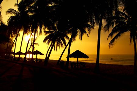 Coconut palm tree silhouettes at sunset (sunrise). Banner design background. Tropical paradise background. Palm and ocean.の写真素材