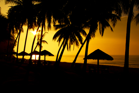 Coconut palm tree silhouettes at sunset (sunrise). Banner design background. Tropical paradise background. Palm and ocean.の写真素材