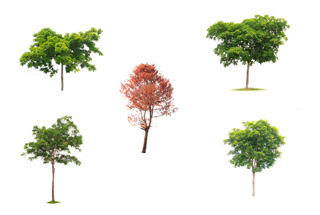 Collection of tree , bush and dead tree isolated on white backgroundの写真素材