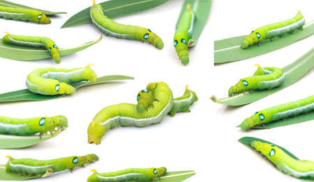 Close up caterpillars isolated on the white background.