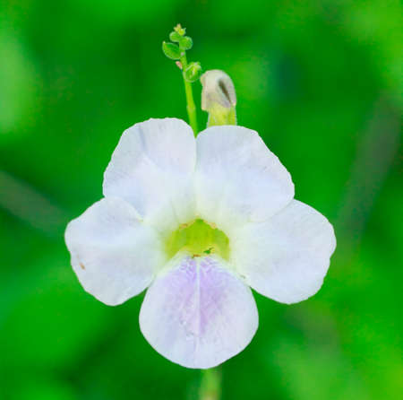 Beautiful laver flower  (laver meaning color purple mix white)の写真素材