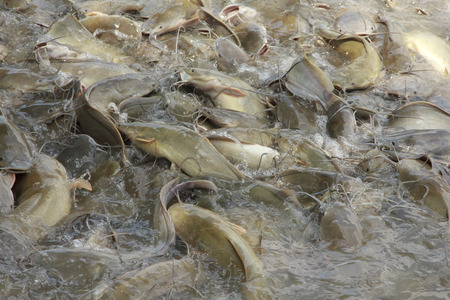 Striped catfish in river be hungryの写真素材