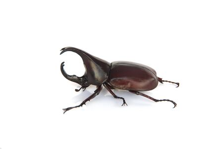 Beetle wing is also known as hard or that Xylotrupes gideonの写真素材