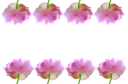 Pink lotus flowers frame isolated on white backgroundの写真素材