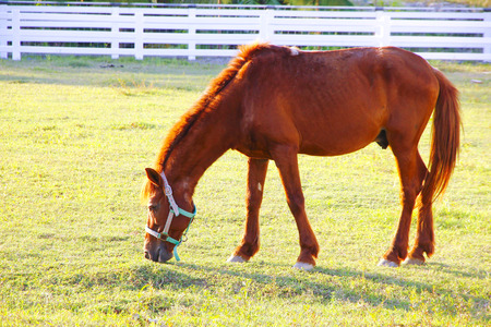 pastoral farm scene in spring