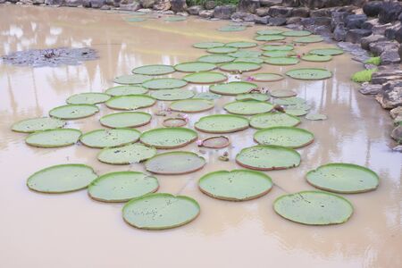 Victoria Regia - the largest water lily in the worldの写真素材