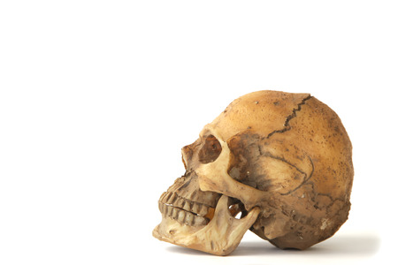 Left side view of human skull open mouth on isolated white backgroundの写真素材