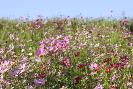 Cosmos flower (Cosmos Bipinnatus) with blurred backgroundの写真素材