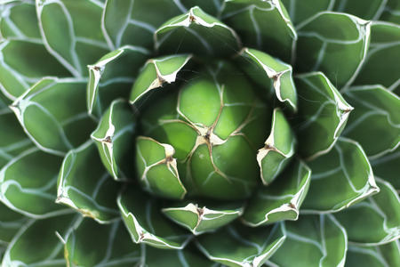 Closeup of Bromeliad flower backgroundの写真素材