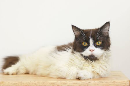Beautiful White and Brown Persian cats on the tableの写真素材