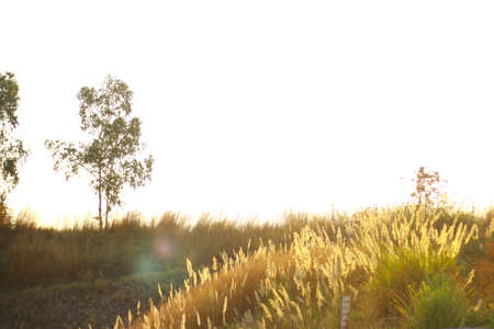 silhouette tropical grass flower on sunset backgroundの写真素材