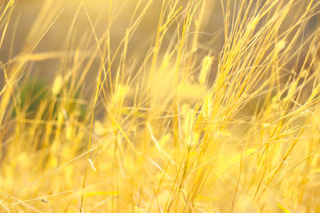Flower grass impact sunlight.の写真素材