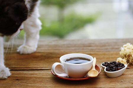 red cat sniffing a mug of black coffee while standing on a table with paper and penの写真素材