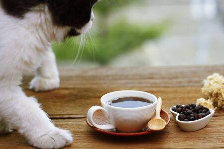red cat sniffing a mug of black coffee while standing on a table with paper and penの写真素材