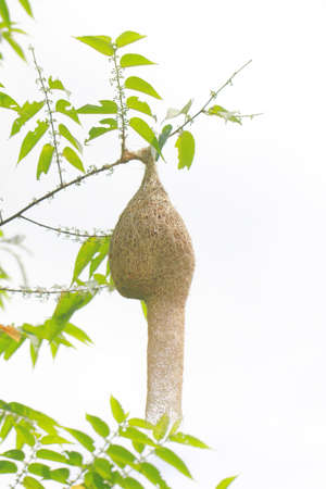 bird nest on a branch of the treeの写真素材