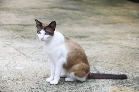 Portrait of a Thai cat is a traditionalの写真素材
