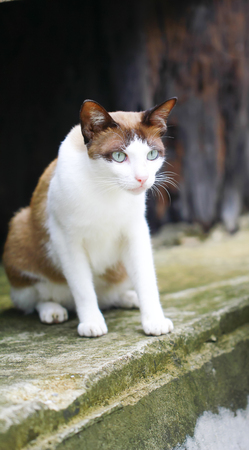 Portrait of a Thai cat is a traditionalの写真素材