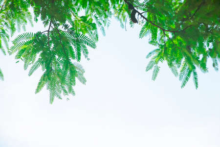 Tropical Green leaves on white cloud-sky backgroundの写真素材