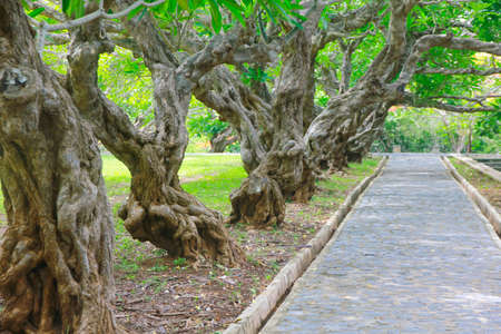 Nature beautiful tree line for a background