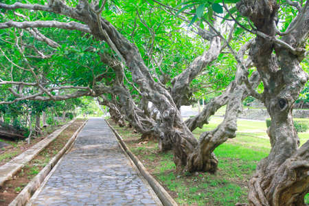 Nature beautiful tree line for a backgroundの写真素材