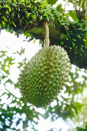 Fresh durian fruits on the durian tree.Durians are the king of fruits