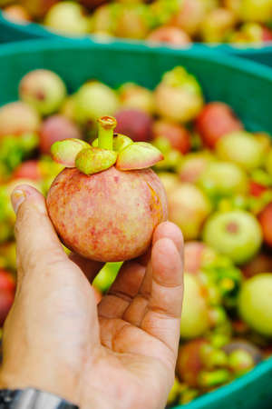 Fresh mangosteen form the gardenの写真素材