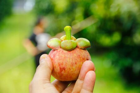 Fresh mangosteen form the gardenの写真素材