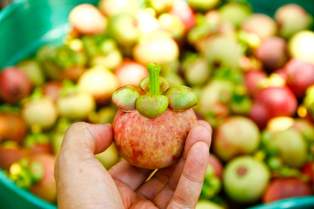 Fresh mangosteen form the gardenの写真素材