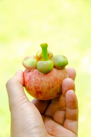 Fresh mangosteen form the gardenの写真素材