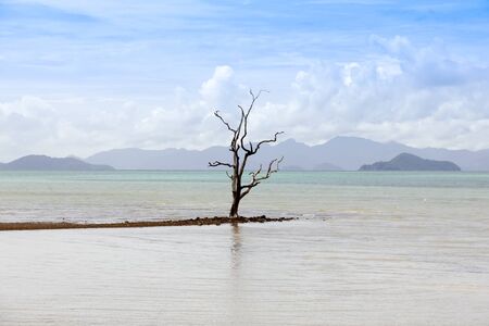 a trunk dry died on a beach blue sky and white cloud as a backgroundの写真素材