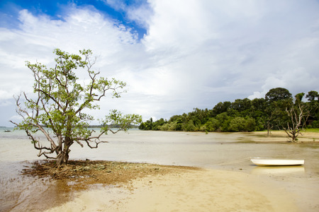Single lonely tree with reflection in a blue sky morning in the beautiful beachの写真素材