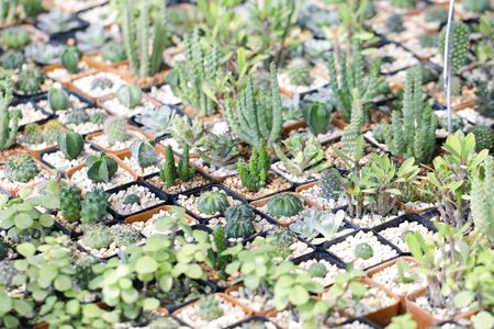Cactus Houseplant Collection Decoration Setの写真素材