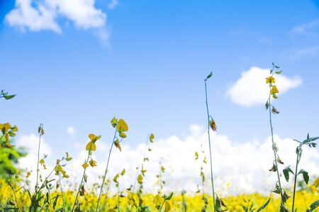 field of spring flowers and perfect skyの写真素材
