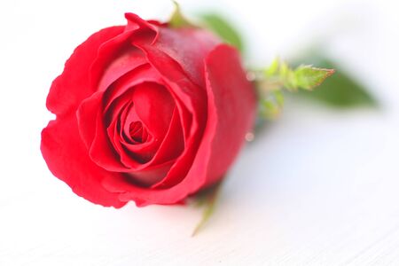Red rose bud isolated on white backgroundの写真素材