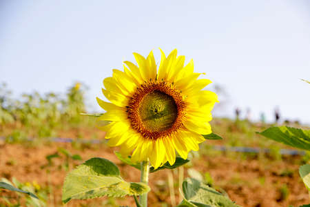 Sunflowers garden. Sunflowers have abundant health benefits. Sunflower oil improves skin health and promote cell regeneration.の写真素材