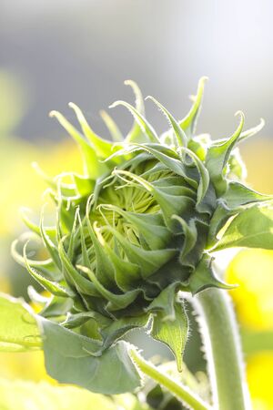 Young sunflower the flower is not fully grown in the field,の写真素材