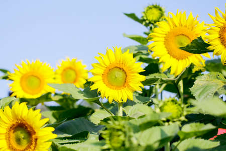 Sunflowers garden. Sunflowers have abundant health benefits. Sunflower oil improves skin health and promote cell regeneration.の写真素材