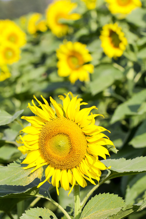 Sunflowers garden. Sunflowers have abundant health benefits. Sunflower oil improves skin health and promote cell regeneration.の写真素材