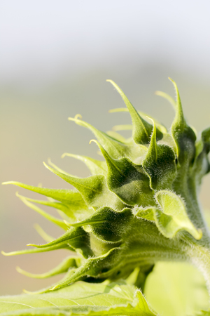 Young sunflower the flower is not fully grown in the field,の写真素材