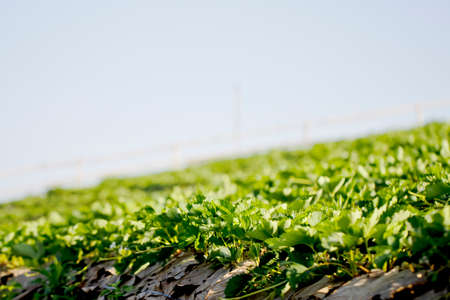 Strawberry plantation at Mon Jam, the new attractive place to visit in Chiangmai, Thailandの写真素材