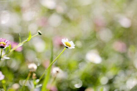 Small white flowers on gentle soft  background. outdoors close-up macroの写真素材