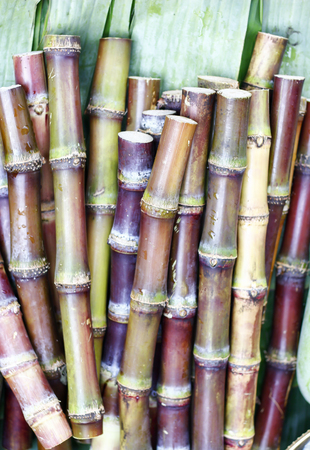 Stalks of sugarcane prepared for producing juiceの写真素材