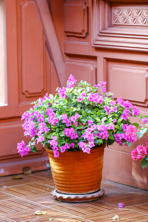 Beautiful fresh blooming bright pink bougainvillea flower petals on bougainvillea bush in flower potの写真素材